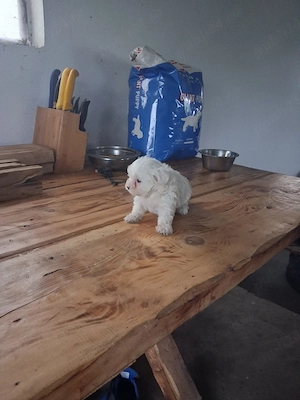 femela bishon! - imagine 5