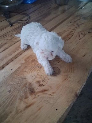 femela bishon! - imagine 4