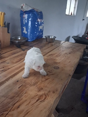 femela bishon! - imagine 3