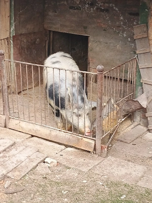 Vând porc in jur de 200 kg  - imagine 4