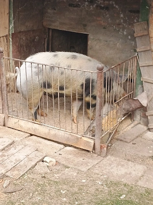 Vând porc in jur de 200 kg 
