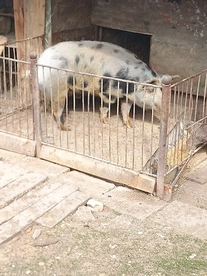 Vând porc in jur de 200 kg  - imagine 2
