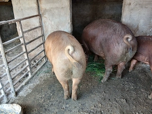 Vând doi porci Duroc, Timiș