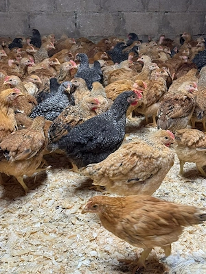 vând pui de carne și rasa mixta 