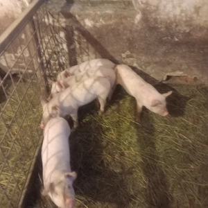 purcei foarte mincacioși  și  frumosi - imagine 2