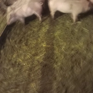 purcei foarte mincacioși  și  frumosi