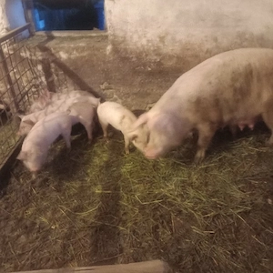 purcei foarte mincacioși  și  frumosi - imagine 4