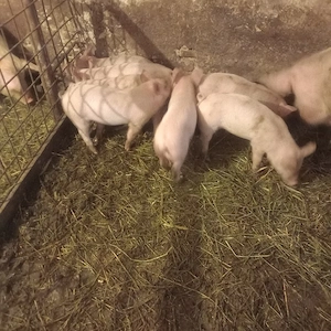 purcei foarte mincacioși  și  frumosi - imagine 3