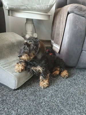 Un Minunat Exemplar Teckel Sarmos - imagine 2