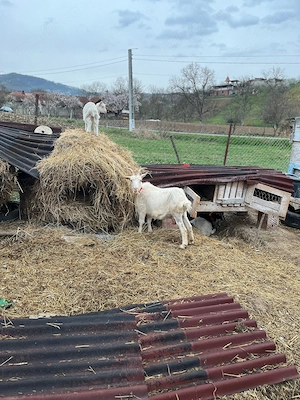 Vând 2 capre și 2 iede de anul acesta  - imagine 3