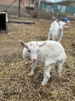 Vând 2 capre și 2 iede de anul acesta  - imagine 2