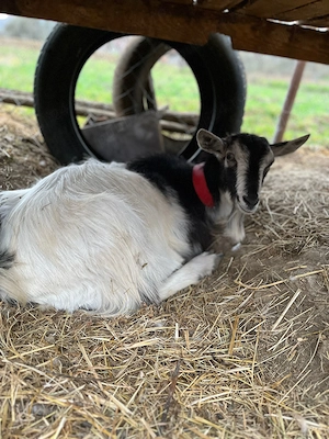 Vând 2 capre și 2 iede de anul acesta  - imagine 4