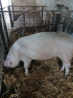 vand scrofita gestanta