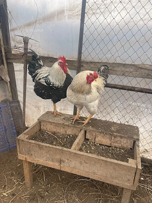 Cocoși de rasa crescuți la curte