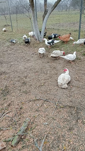 De vânzare rate leșesti 