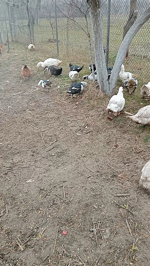 De vânzare rate leșesti  - imagine 4