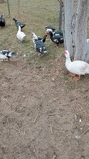 De vânzare rate leșesti  - imagine 3