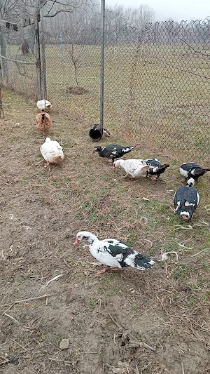 De vânzare rate leșesti  - imagine 2