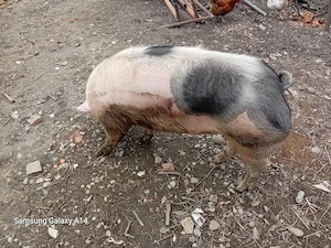 Vand purcea ptr monta sau sacrificat in varsta de 10 luni aprox 160- 180 kg