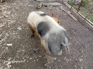 Vand purcea ptr monta sau sacrificat in varsta de 10 luni aprox 160- 180 kg - imagine 2