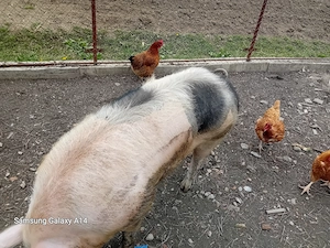 Vand purcea ptr monta sau sacrificat in varsta de 10 luni aprox 160- 180 kg - imagine 3