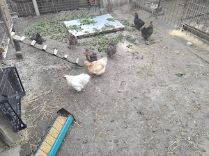 oua de gaina  - imagine 2