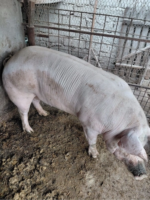 Vand purcea de taiat - imagine 2