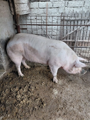 Vand purcea de taiat - imagine 3