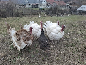 vand sau schimb curcani