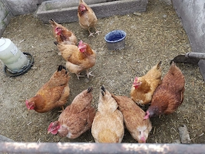 puice rosii mixte - imagine 3