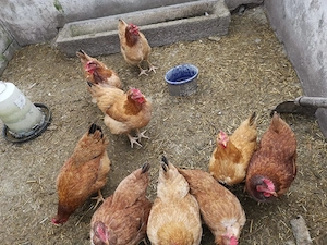 puice rosii mixte - imagine 2