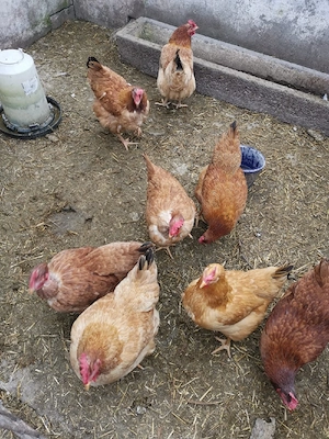 puice rosii mixte - imagine 5