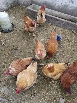 puice rosii mixte - imagine 4