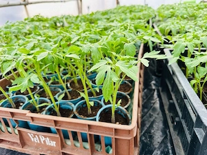 Vand rasaduri de rosii