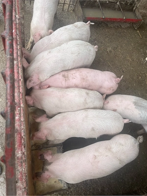 Vând Purcei Rasa Petran  - imagine 3