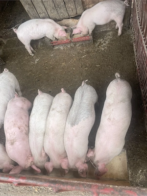 Vând Purcei Rasa Petran  - imagine 2