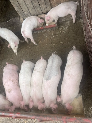 Vând Purcei Rasa Petran  - imagine 4