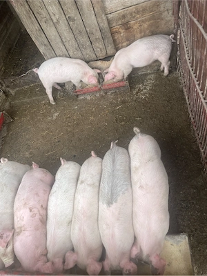 Vând Purcei Rasa Petran  - imagine 5