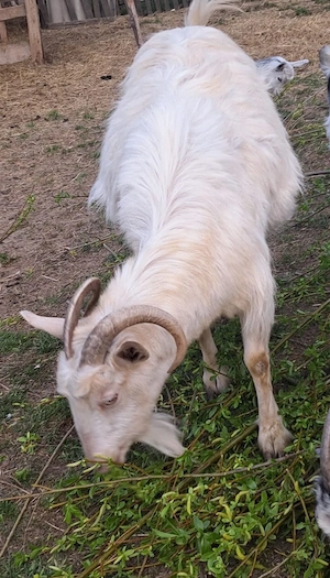 vand caprite  - imagine 5