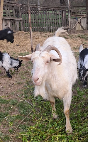 vand caprite  - imagine 2