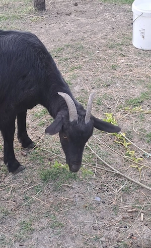 vand caprite  - imagine 4