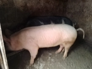 Vând o grasuna  - imagine 2