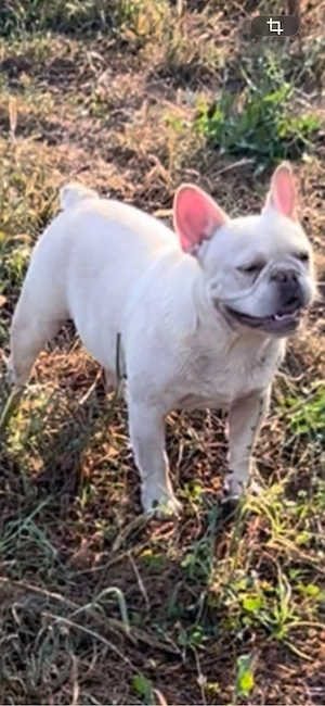 Bulldog francez platum - imagine 2