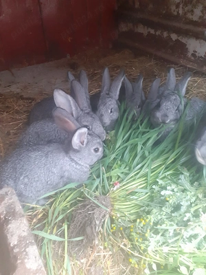 Disponibil iepuri chinchila 