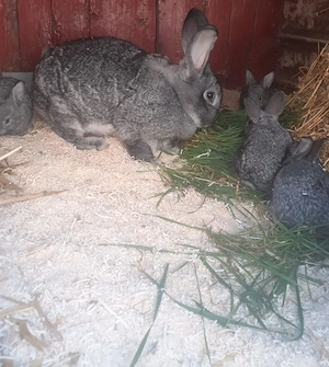 Disponibil iepuri chinchila 