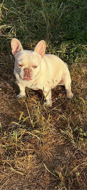 Bulldog francez platum - imagine 4