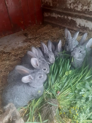 Disponibil iepuri chinchila  - imagine 3