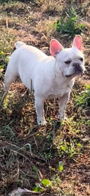 Bulldog francez platum - imagine 3