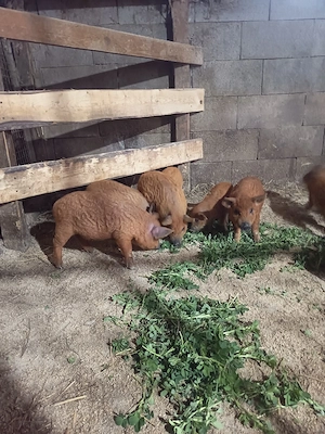 vand purcei mangalița  - imagine 3