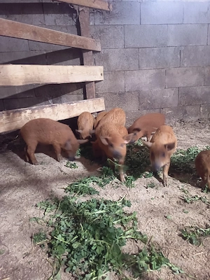 vand purcei mangalița 